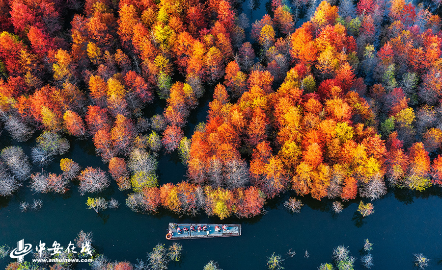 2、红杉林与蓝天碧水相互映衬，呈现出油画般的秋日胜景， (5).jpg