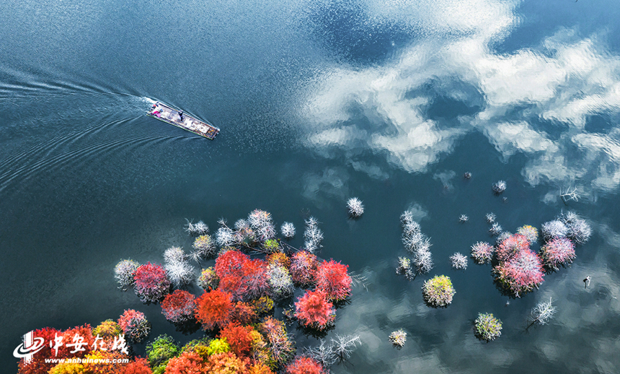 4、红杉林与蓝天碧水相互映衬，呈现出油画般的秋日胜景， (2).jpg