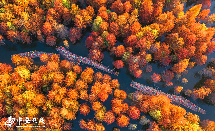 4、红杉林与蓝天碧水相互映衬，呈现出油画般的秋日胜景， (3).jpg